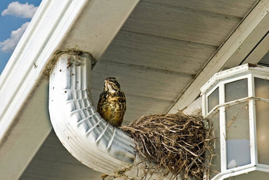 How Can You Safely Remove Unwanted Pets and Birds From Your Property in Bartlett?