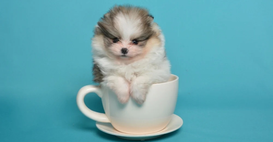 Everything You Need to Know About Teacup Dogs: Care, Costs, and Controversy